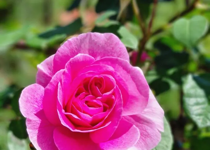 Appartamento Casa Stella Centro Foce *